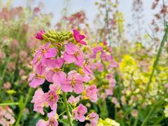 -中国天府农业博览园