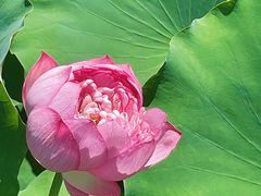 -莲花池公园