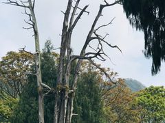 景点-灵光寺