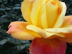 -人民公园(罗湖区)