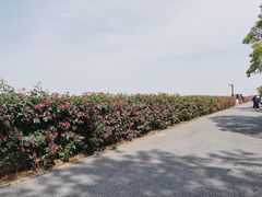 -上海滨江森林公园