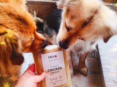 -宿州花鸟鱼虫古玩宠物大市场