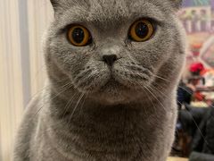 -猫小院猫主题咖啡厅(北锣店)