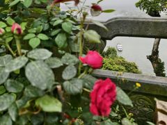 -乐山大佛风景名胜区乌尤寺南门-售票点