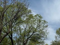 -长白岛森林公园