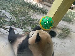 -杭州野生动物世界