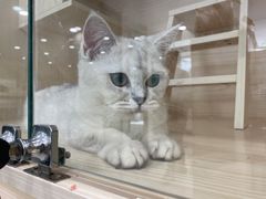 -当汪遇见喵宠物店