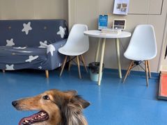 -创凡宠物医院·骨专科  猫科中心(西乡分院)