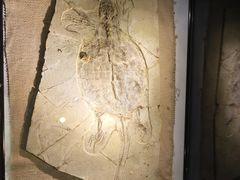 -房山世界地质公园博物馆