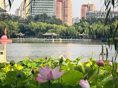 -莲花池公园
