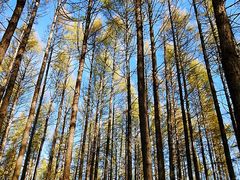 -塞罕坝国家级自然保护区