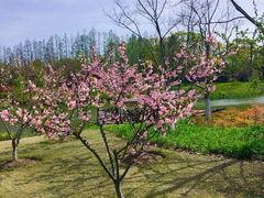 -上海长兴岛郊野公园