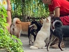 -柴犬高等学院·狗咖·柴犬售卖·宠物训练