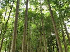 -上海长兴岛郊野公园