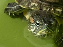 -瑞派·关忠动物医院·异宠专科·犬猫肿瘤·皮肤专科(望京店)