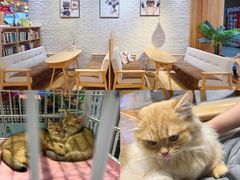 -藏猫猫咖啡主题馆(中央大道店)