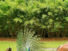 -深圳野生动物园