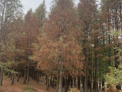 -青龙山国家森林公园