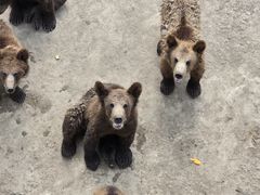 -哈尔滨北方森林动物园