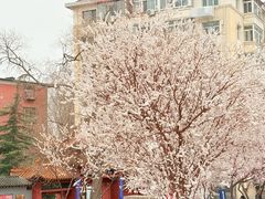 -桃花堤公园