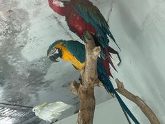 -青藏高原野生动物园