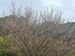 -神光山国家森林公园