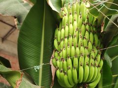 -万源龙顺度假庄园生态观光园