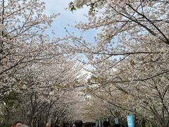 -高东镇樱花园