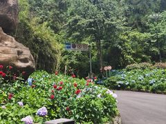 -龙苍沟森林公园
