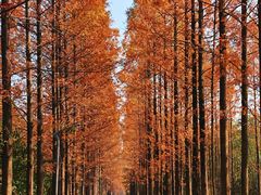 -昆山城市生态森林公园