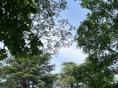 -上海共青森林公园