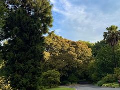 -墨尔本皇家植物园