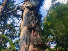 -天目山大树王景区