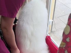 -宠福鑫康馨动物医院·骨科·眼科