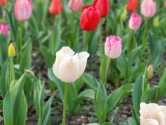 -大宁郁金香公园-停车场