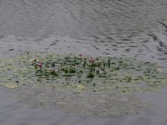 -荔湾湖公园