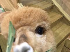 -藦茜花园宠物主题亲子互动体验馆(国顺东路店)