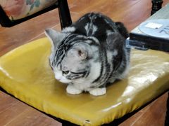 -猫小院猫主题咖啡厅(北锣店)