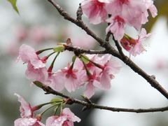 -大埔公路-马料水段香港中文大学(公交站)
