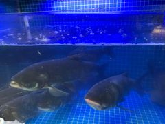 -姜君·千岛湖鱼头馆(浦东大道店)