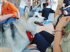 -Husky Go! 哈士奇体验馆·宠物咖啡厅狗咖