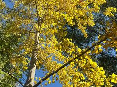 -长白岛森林公园