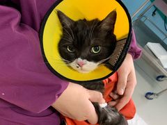 -瑞派福兴宠物医院犬猫全科·骨科·中西医结合(河东店)