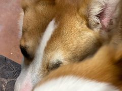 -柯斗斗主题餐厅·狗咖·围炉煮茶·茶饮(国瑞升平里店)