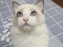 -糯米喵星人总部直营旗舰店·猫舍·幼猫出售