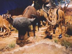-山东博物馆