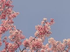 -顾村公园
