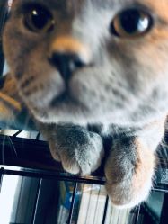 -飛凡TATTOO纹身•原创