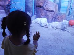 -芜湖新华联大白鲸海洋公园