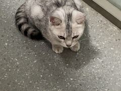 -伟伟宠物医院·瑞派猫友好医院·猫科(光谷店)